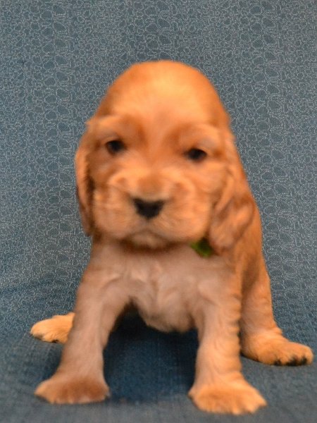 3 - sv. zelená fenka.JPG